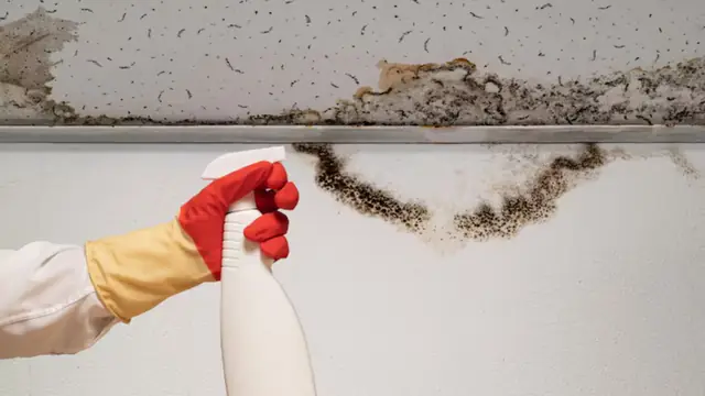 Gloved hand holding a spray bottle beside black mold growing along a ceiling edge